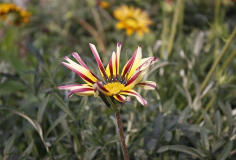 Flowers of NIFM 55