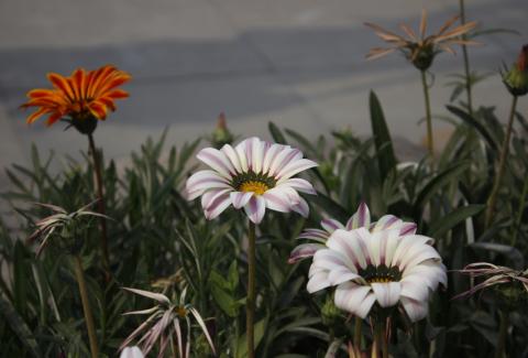 Flowers of NIFM 51