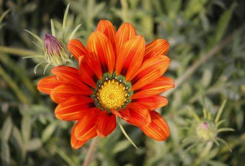 Photo of Gazania 13